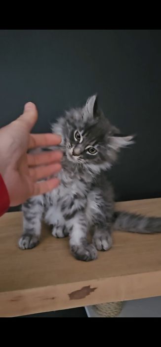 Kocurek Maine coon