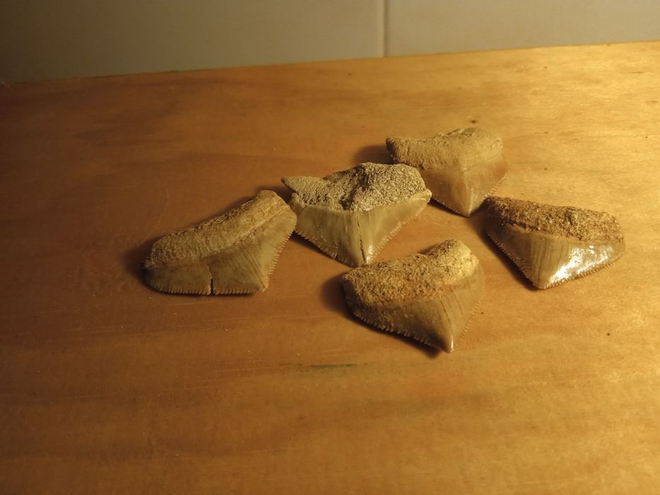 Fósseis-lote 5 dentes Squalicorax sp.