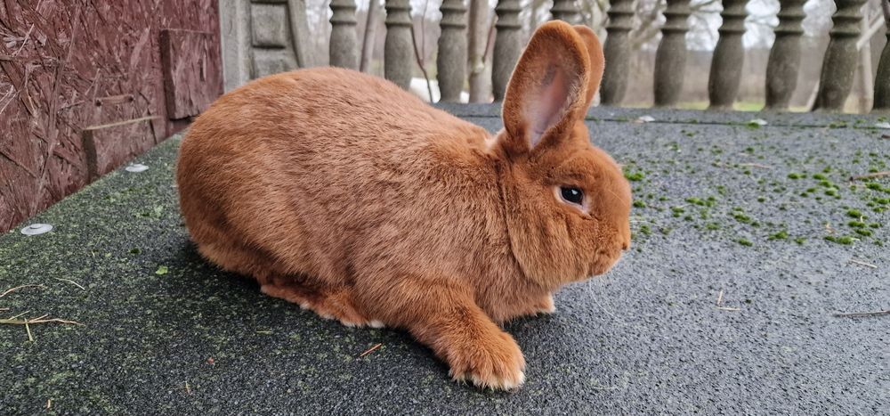 Nowozelandzki czerwony samiec z rodowodem kroliki nowozelandzkie