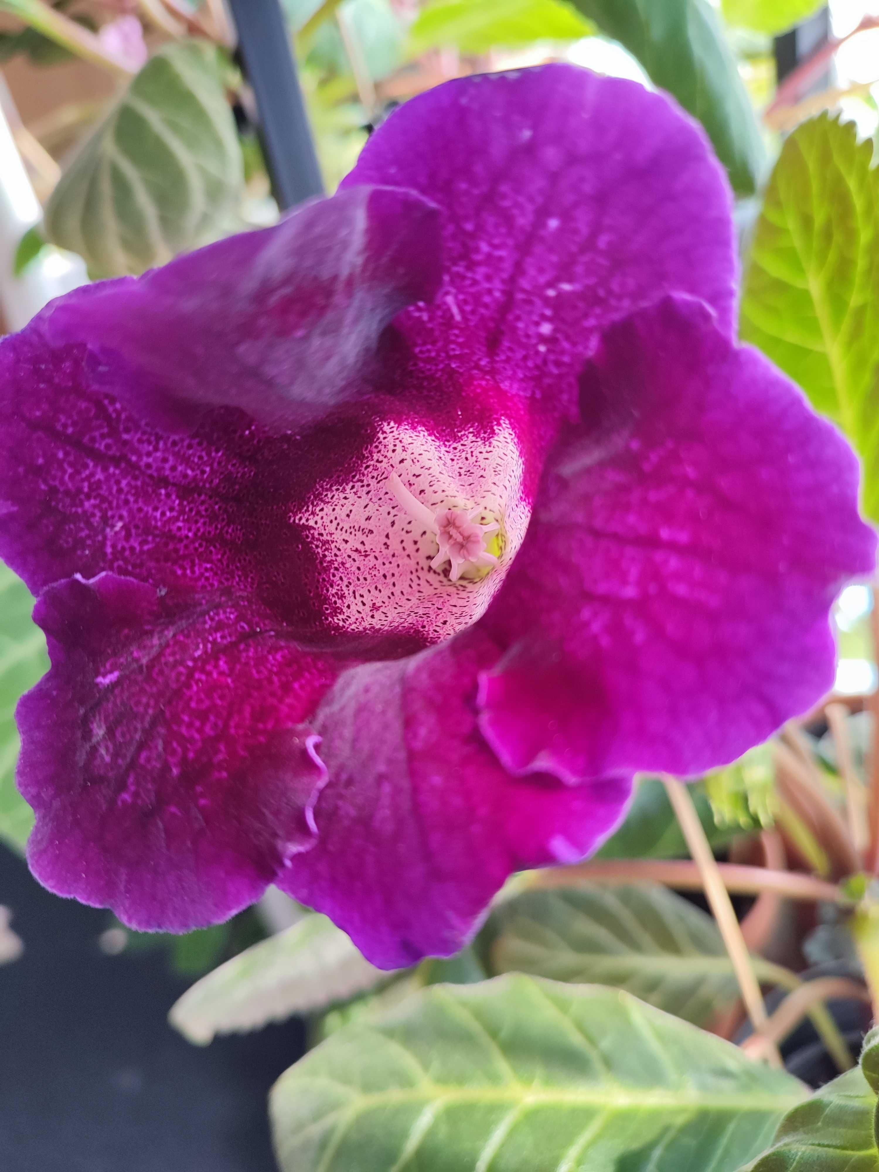 Gloksynia (sinningia speciosa) liście zestaw 5 sztuk