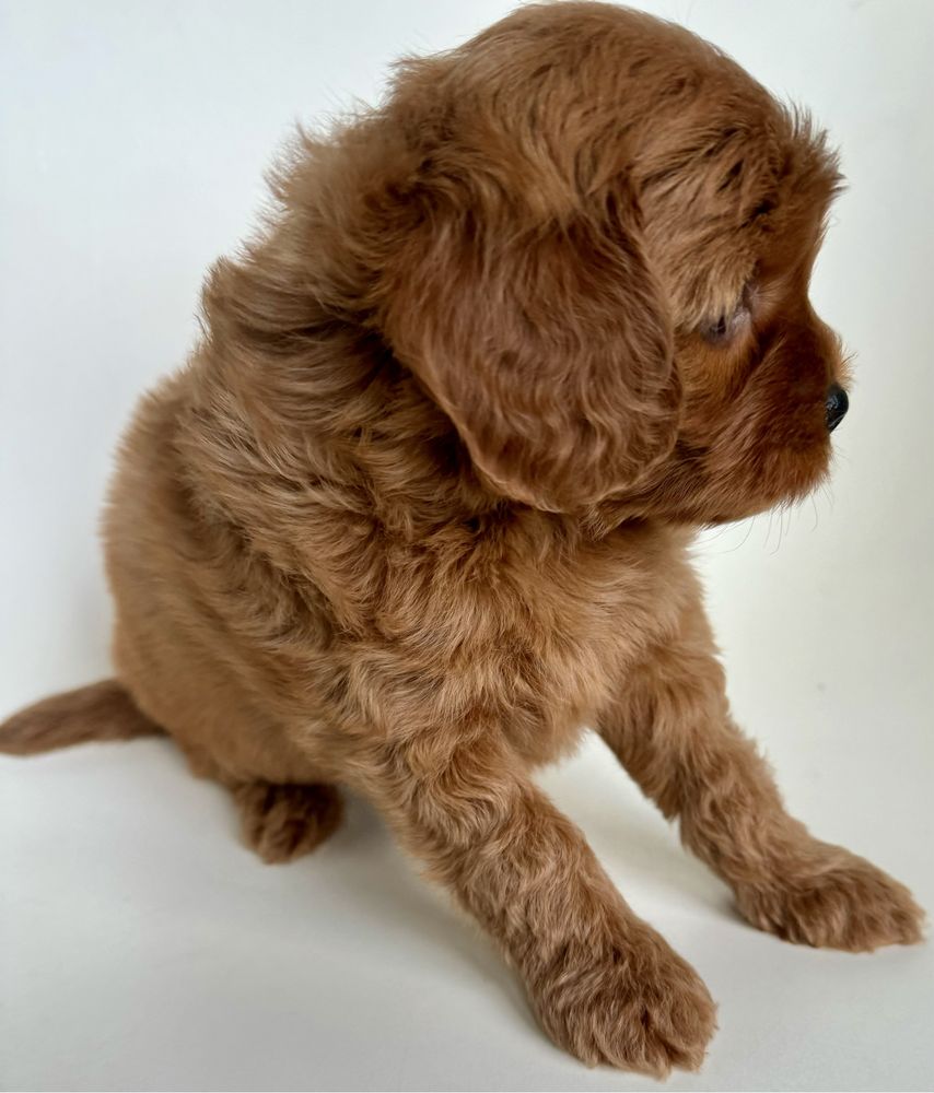 Cavapoo cudowna dziewczynka