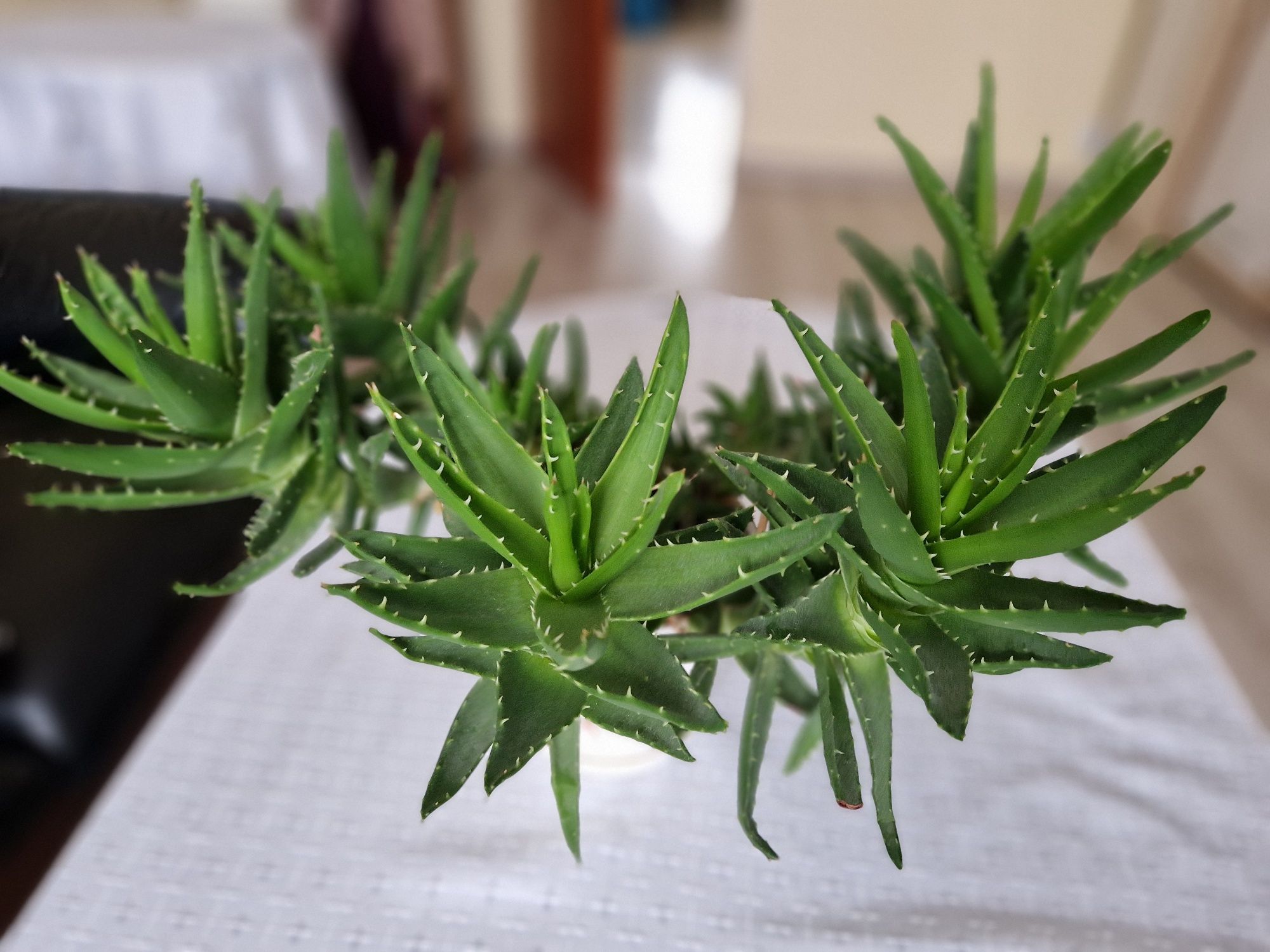 Duży piekny aloes