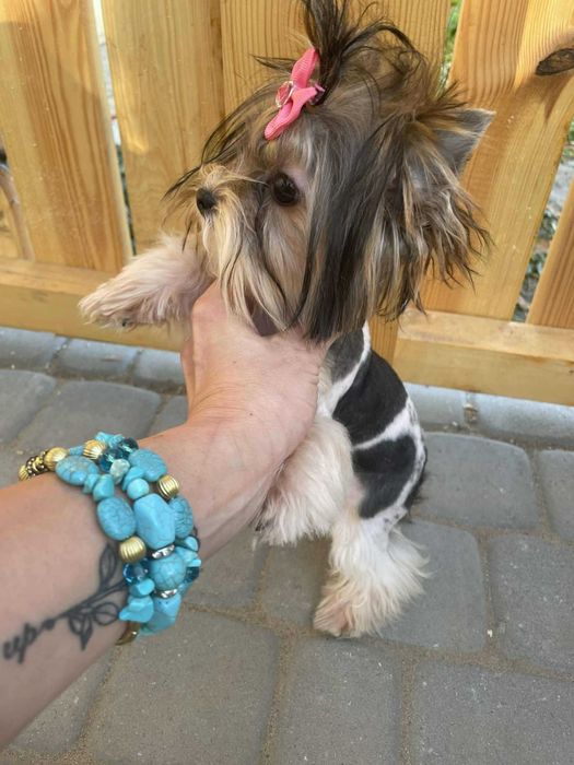 Biewer yorkshire terrier miniaturka suczka 1.50 kg paszport Majeczka