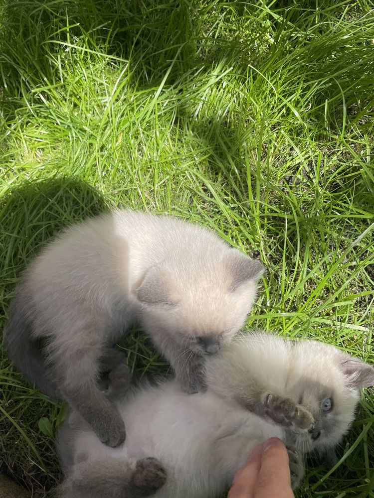 Сіамські котята.