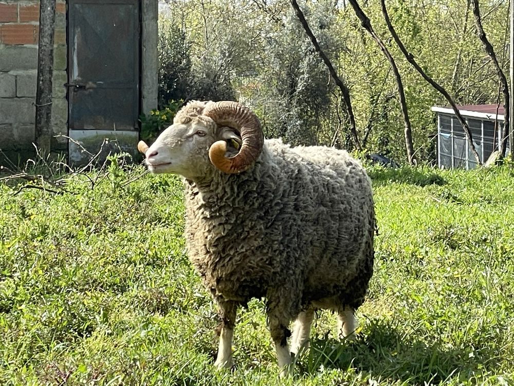 Carneiro bordaleiro entre douro e minho