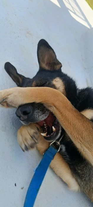 Dobrotliwy, spokojny psiak