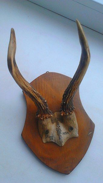 Терміново Роги з черепом 1934 рік Антикваріат