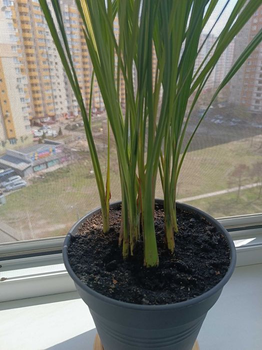 Фінікова пальма ,,(фінік ).