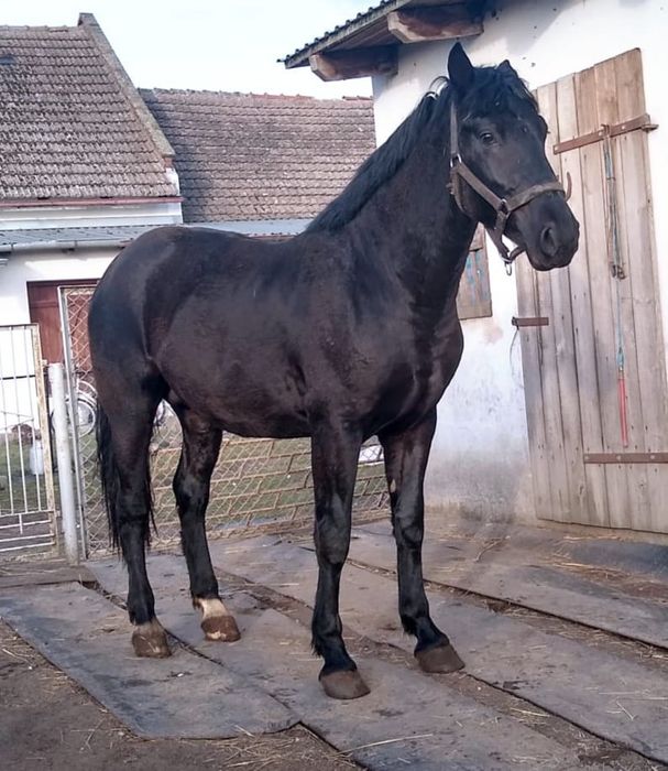 Koń ogierek rasy śląskiej