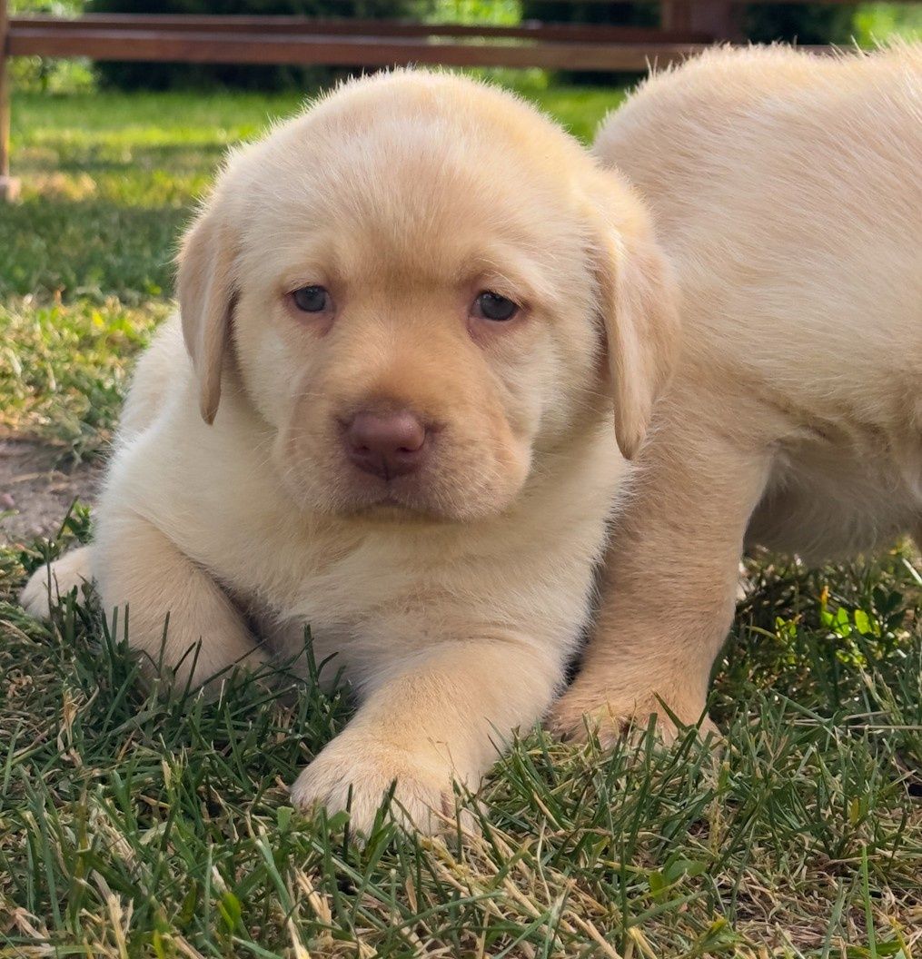 Śliczny labrador już do odbioru!!