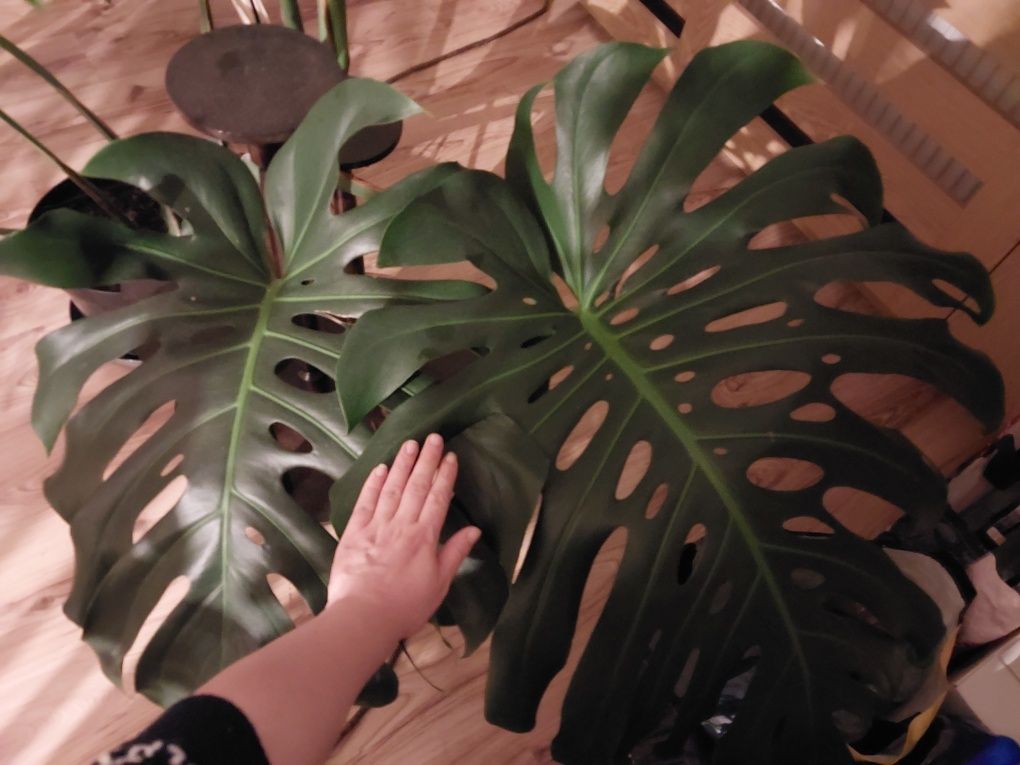 Monstera ogromna gigant cudowna kwiat duży