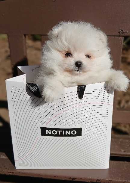 Piesek, typ misia, zadbany, info instagram