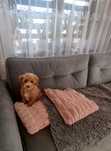 Piękny piesek Maltipoo