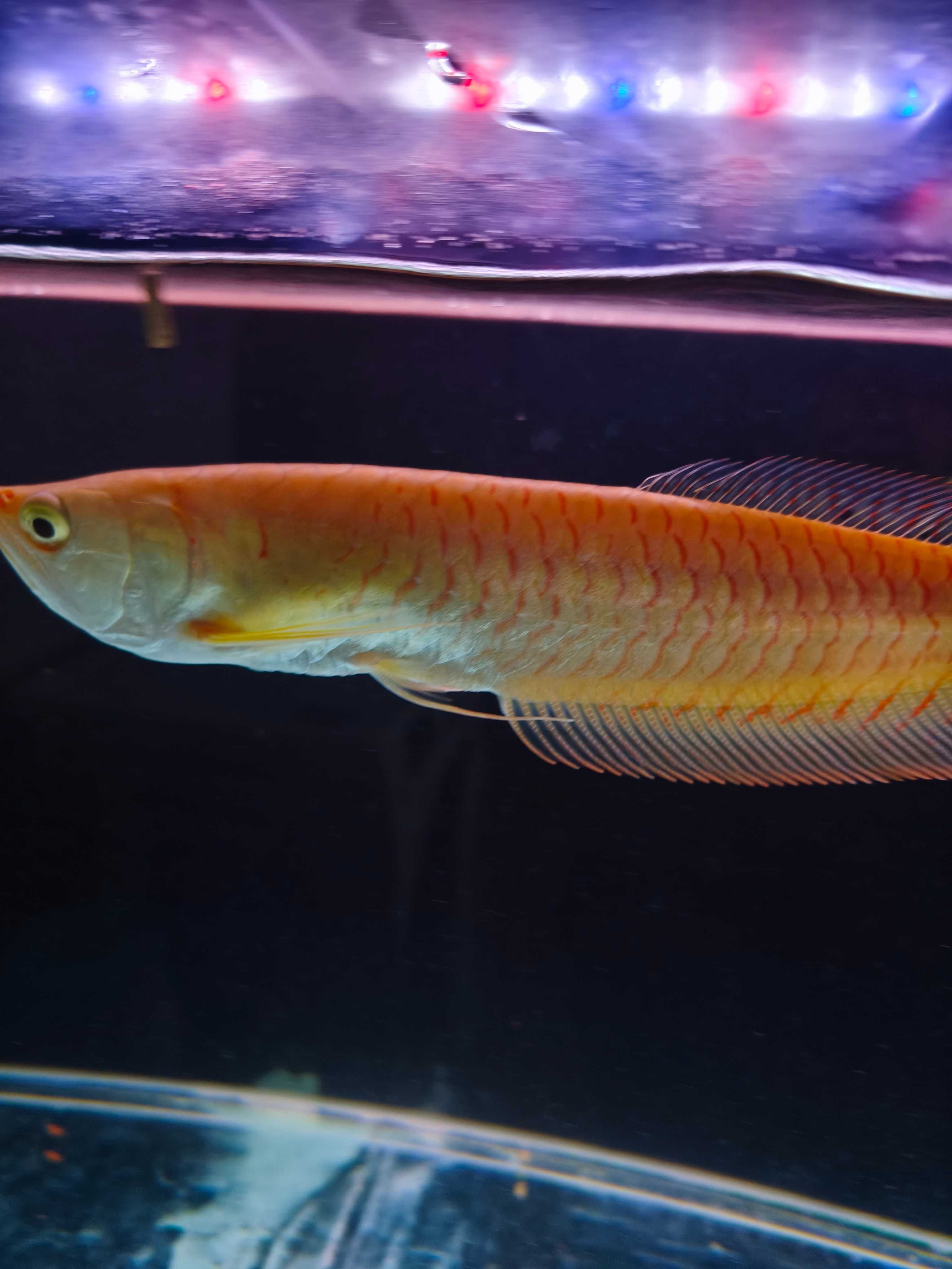 Arowana Albina 30cm