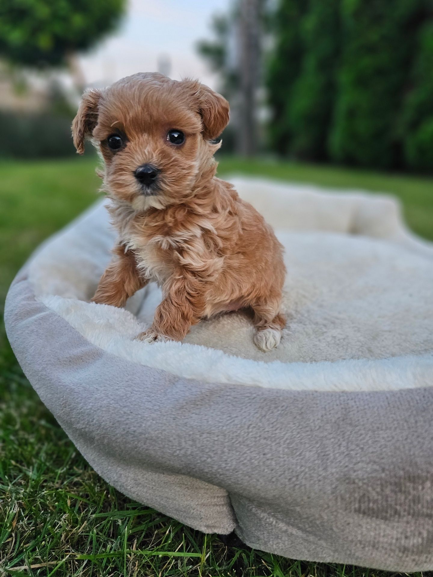 Bardzo Ciemna Dziewczynka Maltipoo Miniaturka