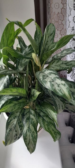 Аглоанема- чудова ,є квітуча