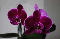 Black Face орхидея Блэк Фейс фаленопсис
