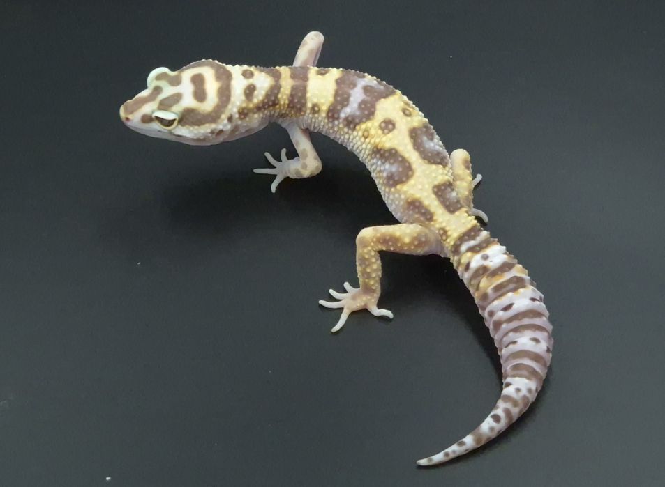 Gekony lamparcie / Eublefary lamparcie