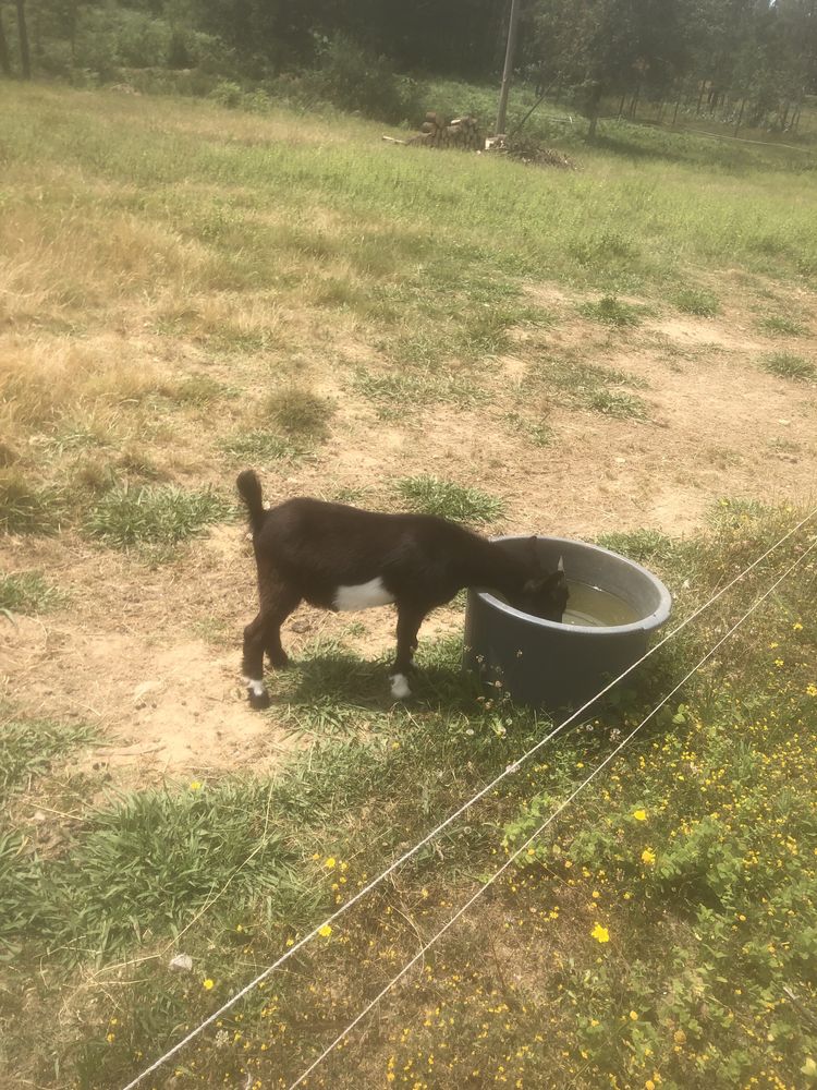 Vendo ou troco estes animais, pavois, cabritas anas…