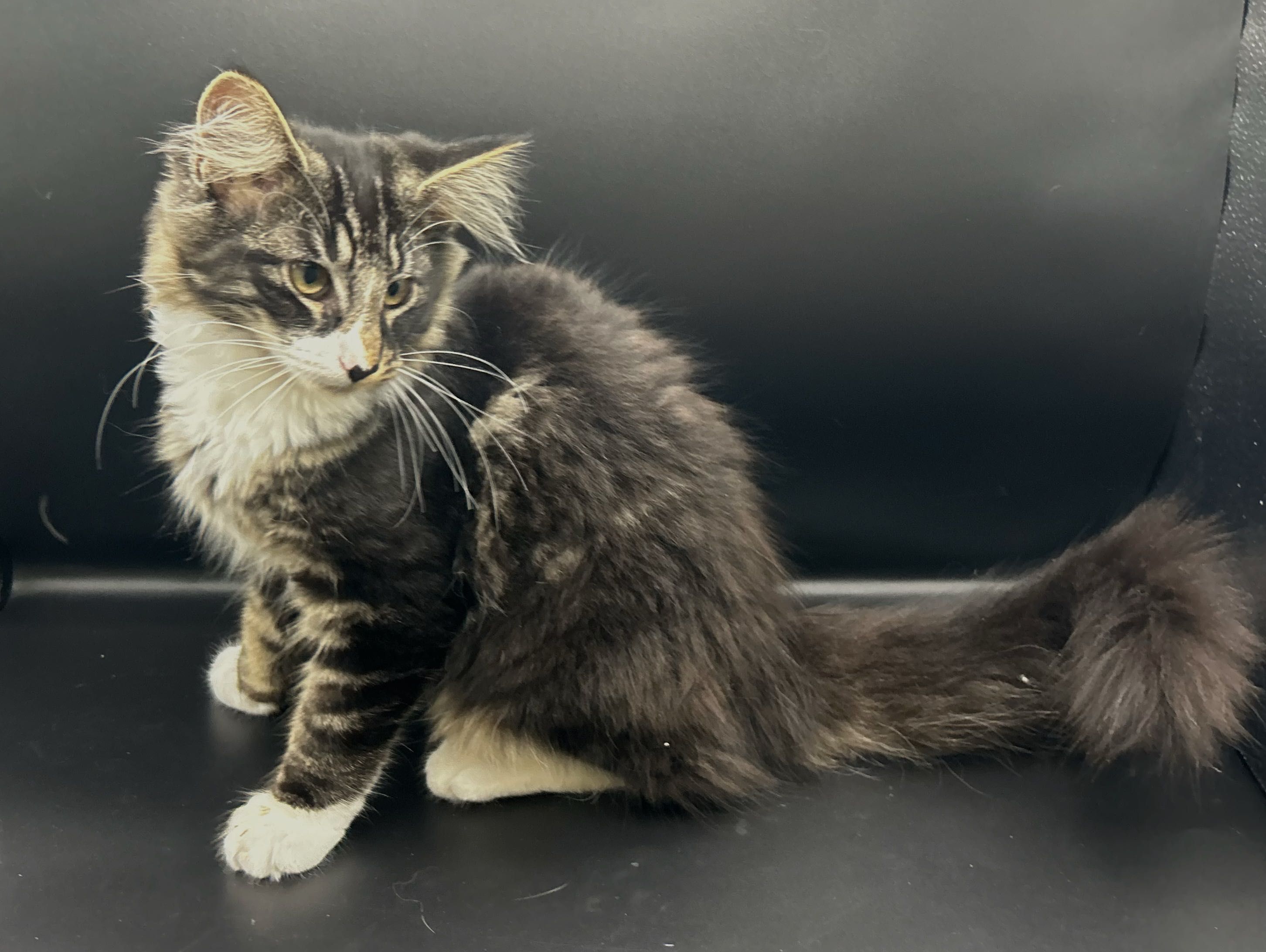 Gatinho bosques da Noruega com Lop