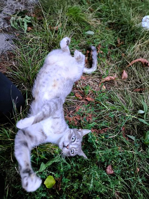 Przytulaśna kotka Malwinka do adopcji