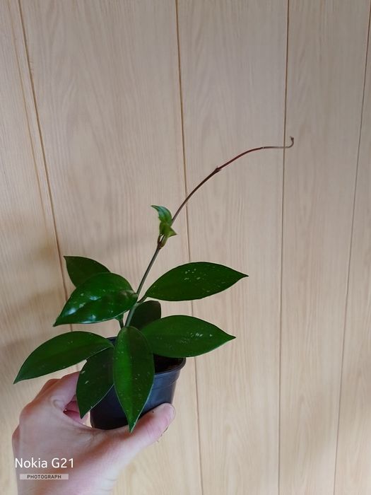 Hoya carnosa roślina wewnętrzna ozdobna