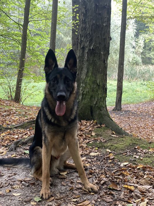 Кобель німецька овчарка(злучка)