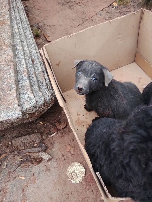 Oddam znalezione psy porzucone w lesie