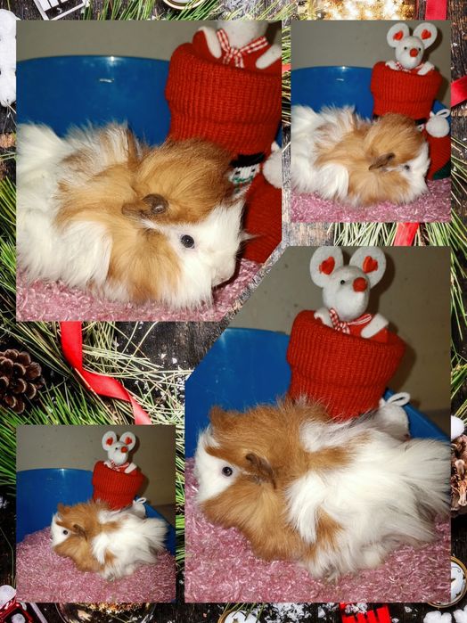 Świnki morskie, kawie domowe peruwianki i inne