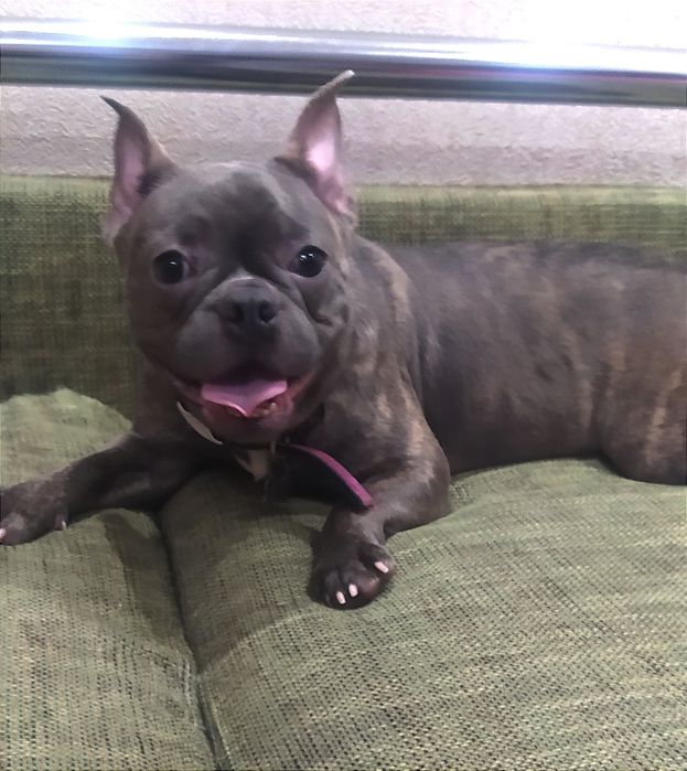 Блакитна француженка