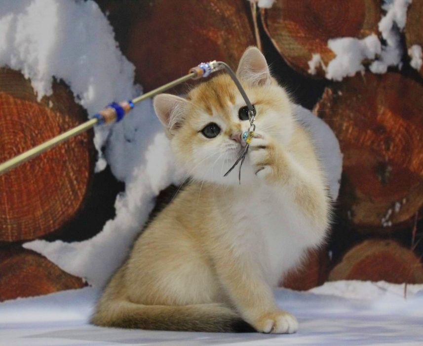 Елитные золотые шиншилы от титулованных родителей!