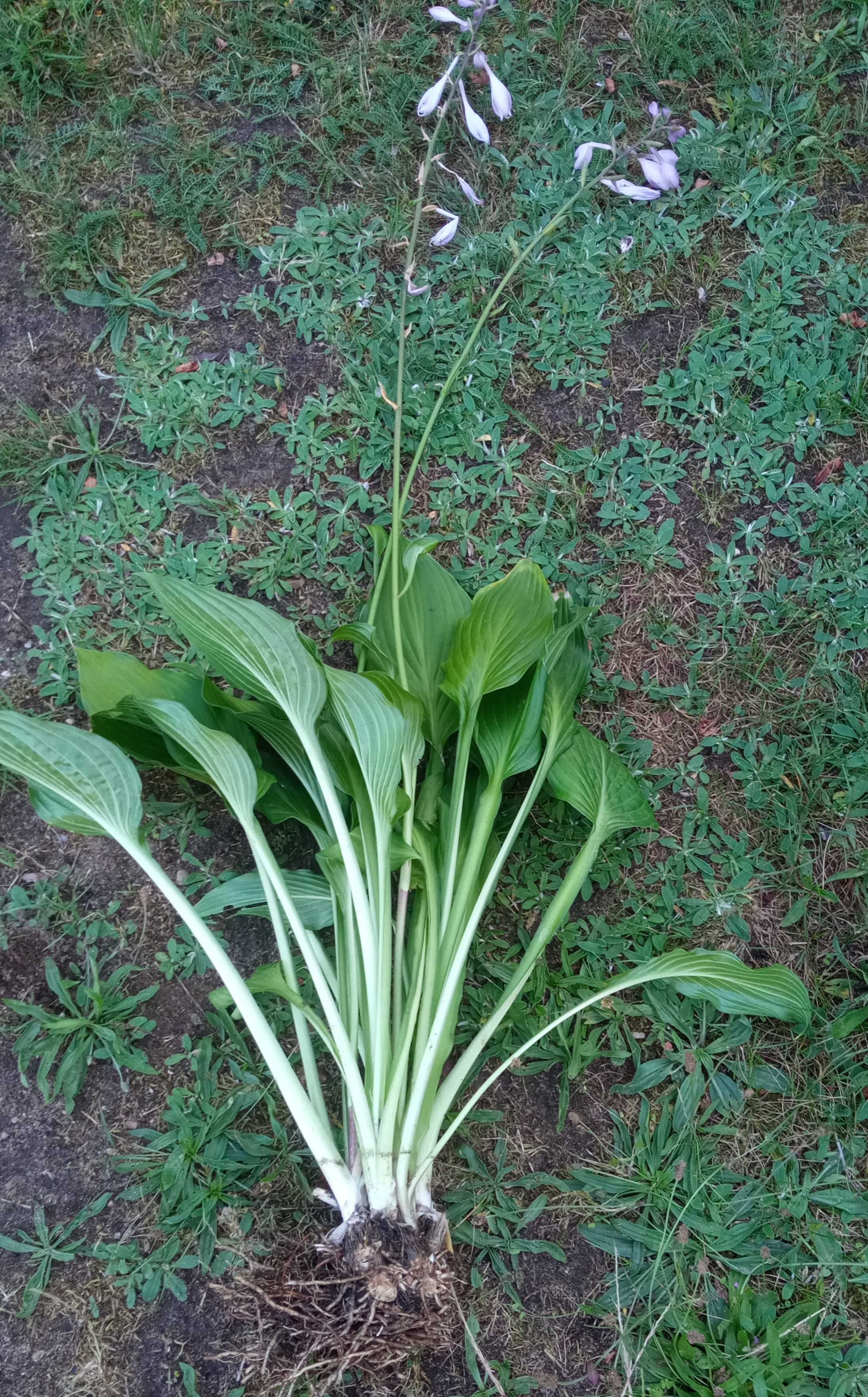 Funkia, hosta zielona sadzonki