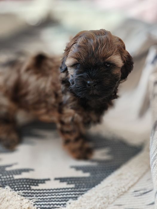 Shihpoo. Chłopczyk Pluto. Hybryda. Pudel toy/ shih tzu. Badania