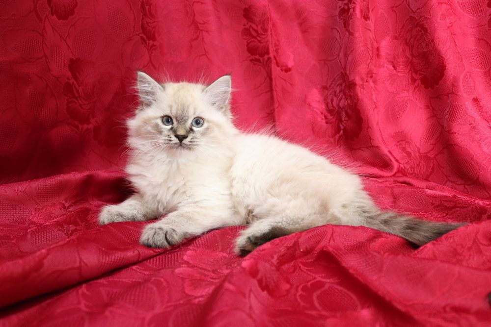 Кошенята невської маскарадної