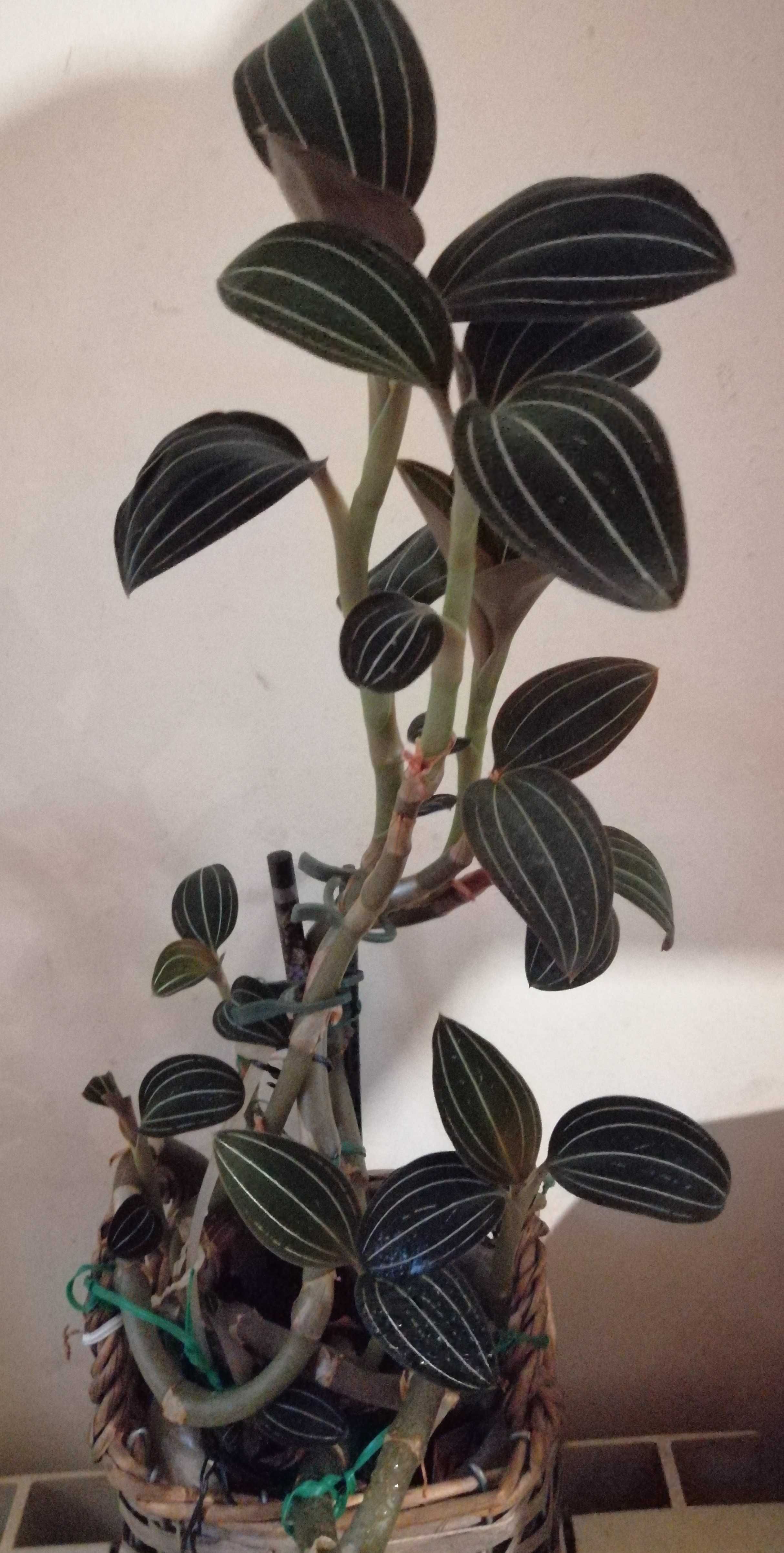Ludisia discolor