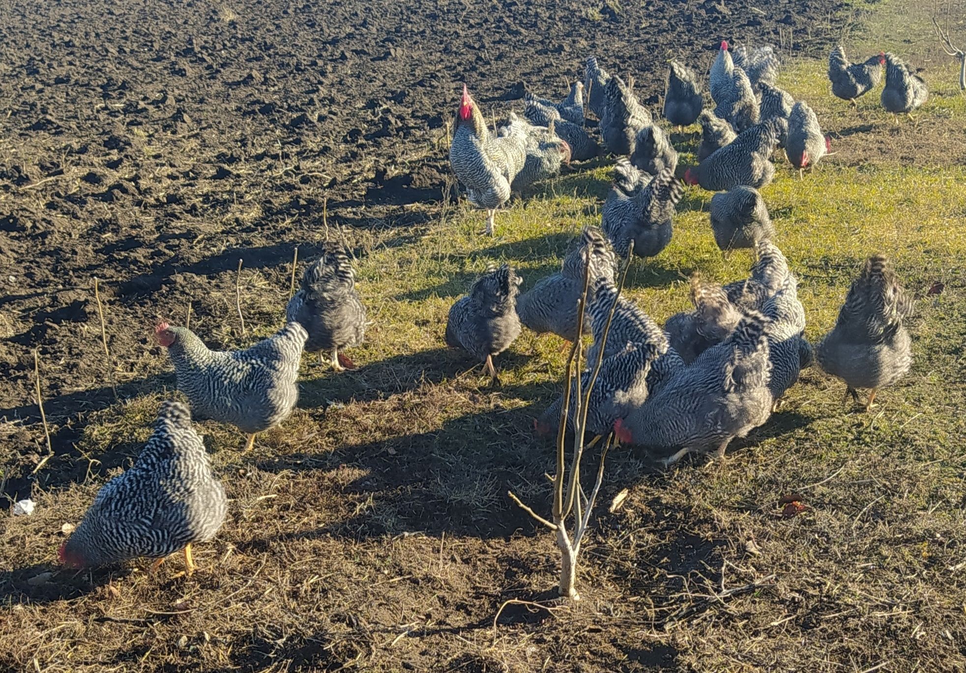 ІЯ курей породи Амрокс