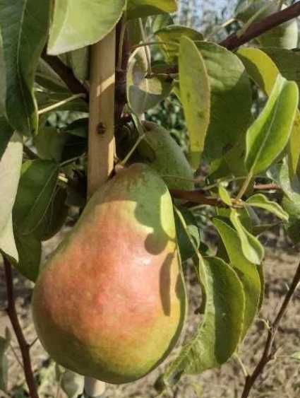 Skrzynka gruszek czerwona bonkreta Williamsa 10kg