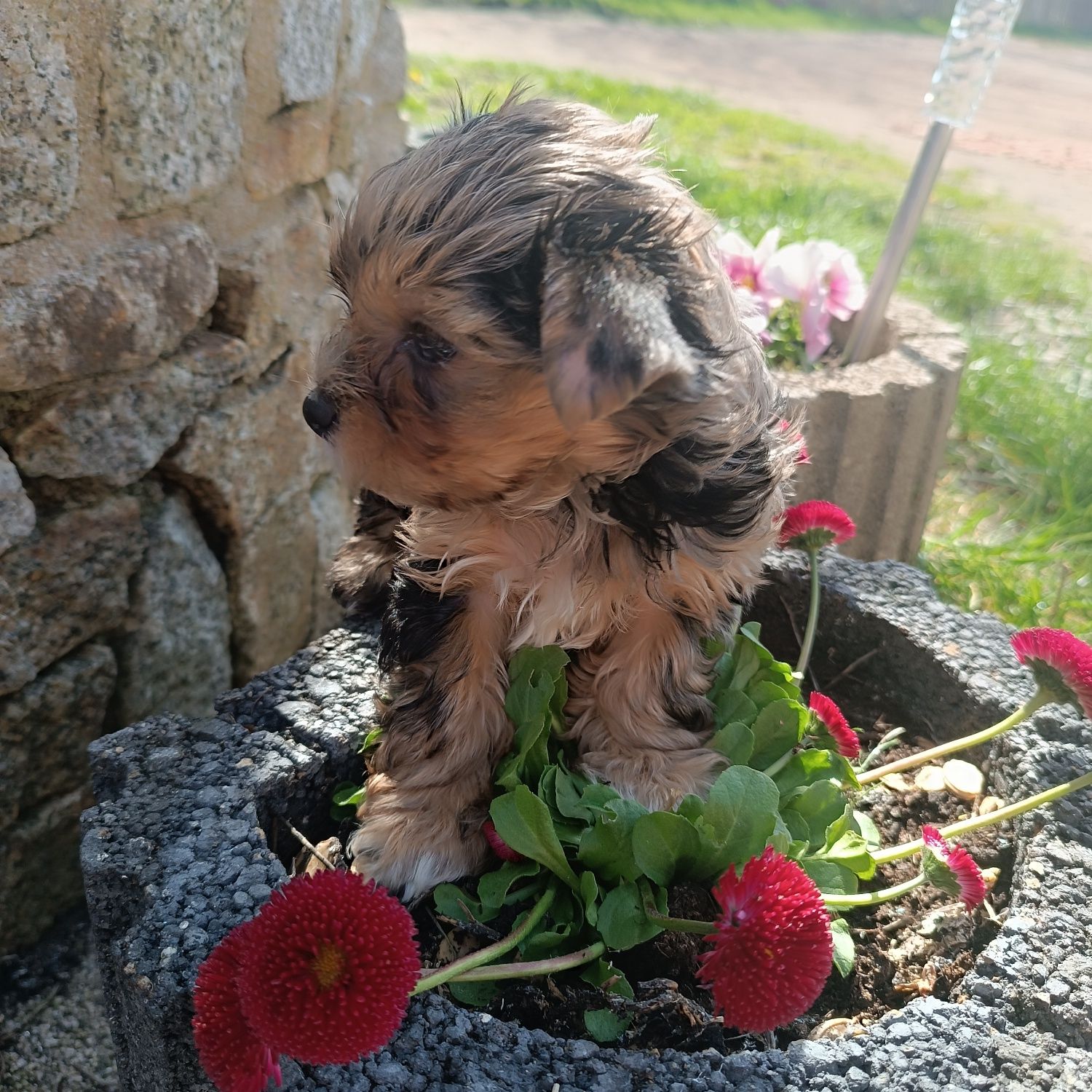 Yorkshire terrier blu merle - piesek