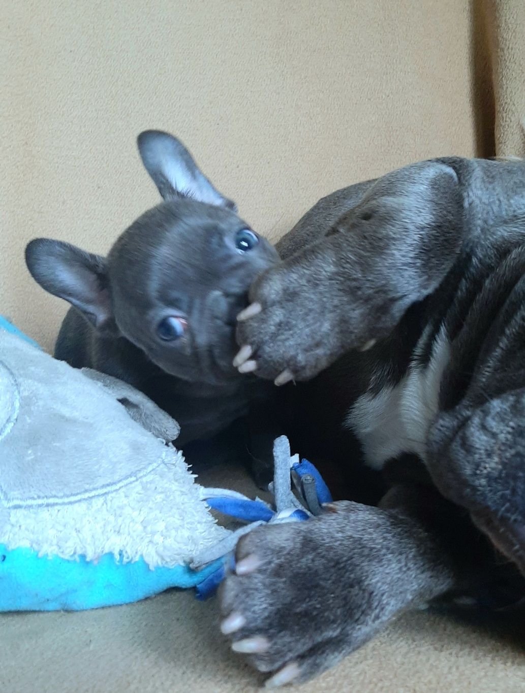 Buldog francuski dziewczynka
