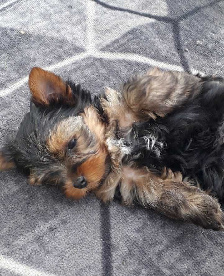Yorkshire terrier szczenię