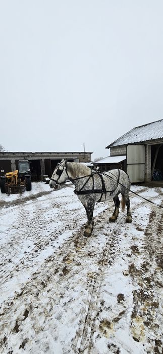 Koń zimnokrwisti Perszeron.