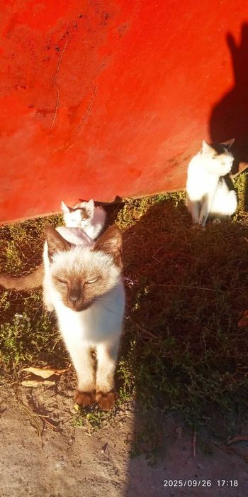 Сіамський котик три місяці