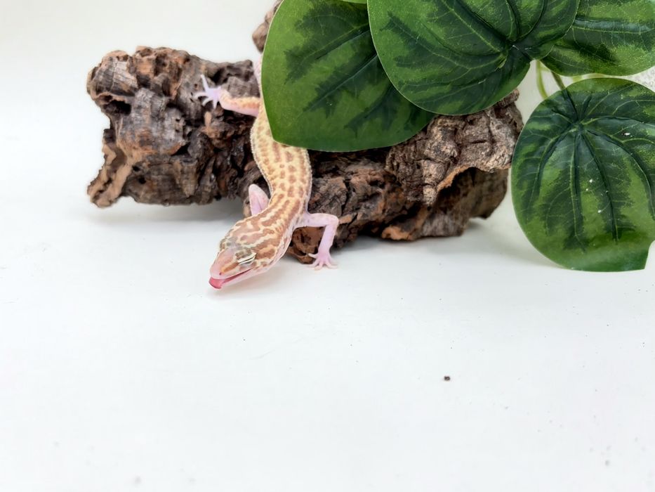 Gekon Lamparci (Eublepharis macularius)