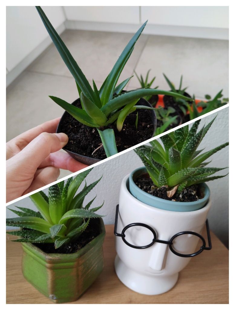 Aloes młode sadzonki aloesów FIOŁEK alpejski fioletowy