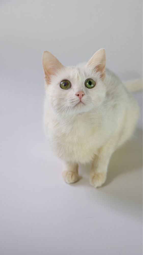 Котеня, котенята, котики, киця, кошка, котята, котик