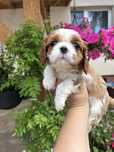 Cavalier king charles spaniel SUCZKA
