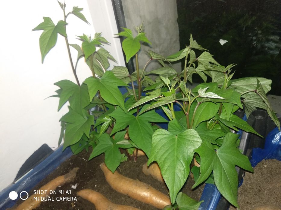 Сажанцы Батата (сладкий картофель)