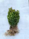 bukszpan, bukszpany 25-50 cm pakiet 500 szt