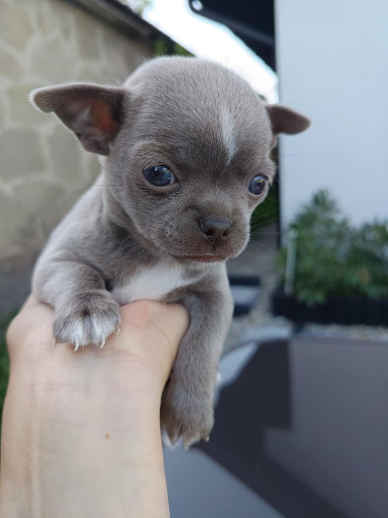 Śliczny Chihuahua liliowy
