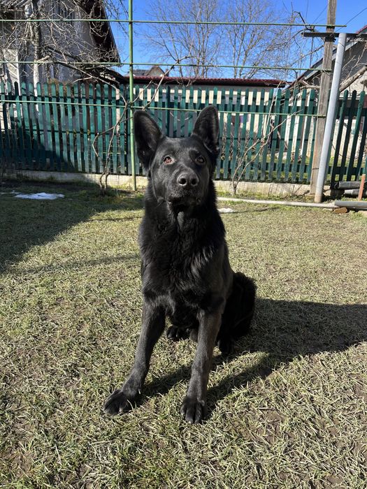 Німецький вівчарка шукає подружку для в’язки